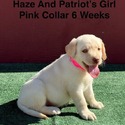 AKC Yellow And Champagne Labrador Puppies Pink Collar - a Labrador Retriever puppy