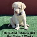 AKC Yellow And Champagne Labrador Puppies Lilac Collar - a Labrador Retriever puppy