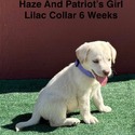 AKC Yellow And Champagne Labrador Puppies Lilac Collar - a Labrador Retriever puppy