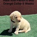 AKC Yellow And Champagne Labrador Puppies Orange Collar - a Labrador Retriever puppy