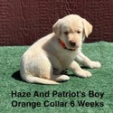AKC Yellow And Champagne Labrador Puppies Orange Collar - a Labrador Retriever puppy