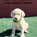 AKC Yellow And Champagne Labrador Puppies Lime Collar - a Labrador Retriever puppy