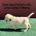 AKC Yellow And Champagne Labrador Puppies Lime Collar - a Labrador Retriever puppy