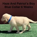 AKC Yellow And Champagne Labrador Puppies Blue Collar - a Labrador Retriever puppy
