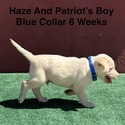 AKC Yellow And Champagne Labrador Puppies Blue Collar - a Labrador Retriever puppy