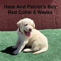 AKC Yellow And Champagne Labrador Puppies Red Collar - a Labrador Retriever puppy