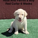 AKC Yellow And Champagne Labrador Puppies Red Collar - a Labrador Retriever puppy