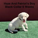 AKC Yellow And Champagne Labrador Puppies Black Collar - a Labrador Retriever puppy