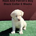 AKC Yellow And Champagne Labrador Puppies Black Collar - a Labrador Retriever puppy