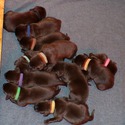 Gorgeous Chocolate pups - a Labrador Retriever puppy