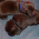Labrador Retriever for sale
