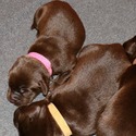 Gorgeous Chocolate pups - a Labrador Retriever puppy