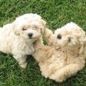 Socialized Little Maltipoo Puppies For You - a Maltipoo puppy