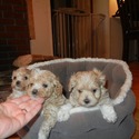 Socialized Little Maltipoo Puppies For You - a Maltipoo puppy