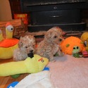 Maltipoo for sale