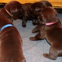 Labrador Retriever for sale
