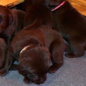 Gorgeous Chocolate pups - a Labrador Retriever puppy