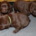 Gorgeous Chocolate pups - a Labrador Retriever puppy