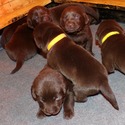 Gorgeous Chocolate pups - a Labrador Retriever puppy