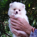 White Pomeranian Baby - a Pomeranian puppy