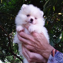 White Pomeranian Baby - a Pomeranian puppy