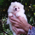 White Pomeranian Baby - a Pomeranian puppy