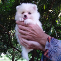 White Pomeranian Baby - a Pomeranian puppy