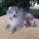 Exclusive Lilac Merle Pomeranian - a Pomeranian puppy