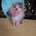 Exclusive Lilac Merle Pomeranian - a Pomeranian puppy