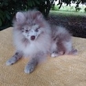Exclusive Lilac Merle Pomeranian - a Pomeranian puppy