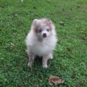Exclusive Lilac Merle Pomeranian - a Pomeranian puppy