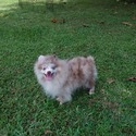 Exclusive Lilac Merle Pomeranian - a Pomeranian puppy