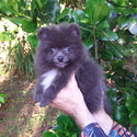Rare Blue Pomeranian Puppy - a Pomeranian puppy