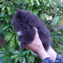 Rare Blue Pomeranian Puppy - a Pomeranian puppy