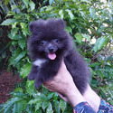 Rare Blue Pomeranian Puppy - a Pomeranian puppy