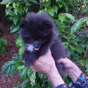 Rare Blue Pomeranian Puppy - a Pomeranian puppy