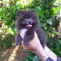 Rare Blue Pomeranian Puppy - a Pomeranian puppy