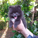 Rare Blue Pomeranian Puppy - a Pomeranian puppy
