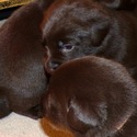 Gorgeous Chocolate pups - a Labrador Retriever puppy