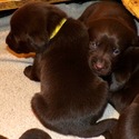 Gorgeous Chocolate pups - a Labrador Retriever puppy