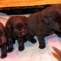 Labrador Retriever for sale