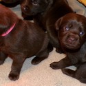 Gorgeous Chocolate pups - a Labrador Retriever puppy