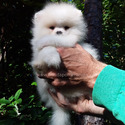 Teddy Bear Pomeranian Ice-White - a Pomeranian puppy