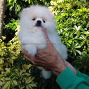 Teddy Bear Pomeranian Ice-White - a Pomeranian puppy