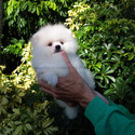 Teddy Bear Pomeranian Ice-White - a Pomeranian puppy