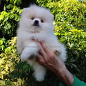 Teddy Bear Pomeranian Ice-White - a Pomeranian puppy