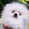 Teddy Bear Pomeranian Ice-White - a Pomeranian puppy