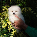 Teddy Bear Pomeranian Ice-White - a Pomeranian puppy