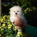 Teddy Bear Pomeranian Ice-White - a Pomeranian puppy