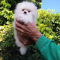 Teddy Bear Pomeranian Ice-White - a Pomeranian puppy